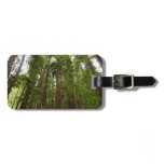 Up to Redwoods I at Muir Woods National Monument Luggage Tag