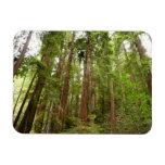 Up to Redwoods I at Muir Woods National Monument Magnet