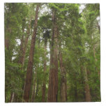 Up to Redwoods I at Muir Woods National Monument Napkin