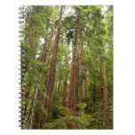 Up to Redwoods I at Muir Woods National Monument Notebook
