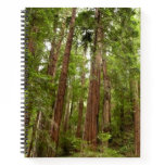Up to Redwoods I at Muir Woods National Monument Notebook