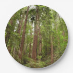 Up to Redwoods I at Muir Woods National Monument Paper Plates