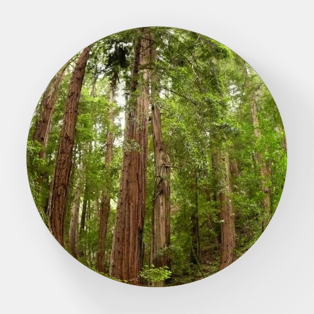 Up to Redwoods I at Muir Woods National Monument Paperweight (Front)