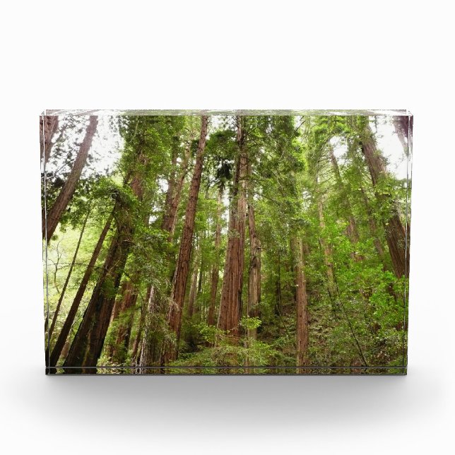 Up to Redwoods I at Muir Woods National Monument Photo Block (Front)