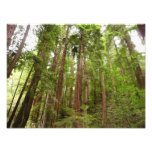 Up to Redwoods I at Muir Woods National Monument Photo Print