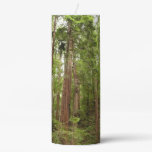 Up to Redwoods I at Muir Woods National Monument Pillar Candle