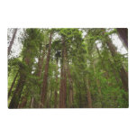 Up to Redwoods I at Muir Woods National Monument Placemat