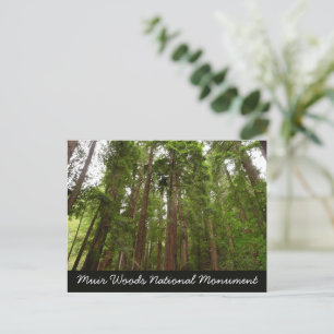 Up to Redwoods I at Muir Woods National Monument Postcard