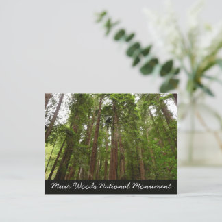 Up to Redwoods I at Muir Woods National Monument Postcard