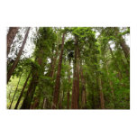 Up to Redwoods I at Muir Woods National Monument Poster