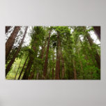 Up to Redwoods I at Muir Woods National Monument Poster