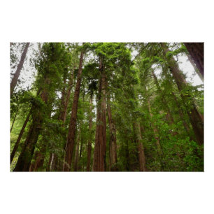 Up to Redwoods I at Muir Woods National Monument Poster