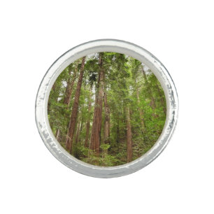Up to Redwoods I at Muir Woods National Monument Ring