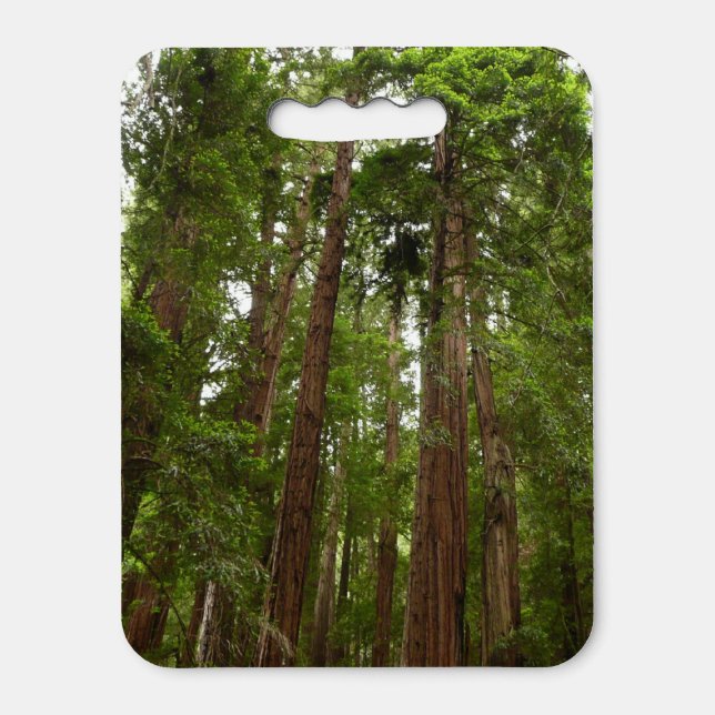 Up to Redwoods I at Muir Woods National Monument Seat Cushion (Front Vertical)
