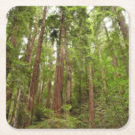 Up to Redwoods I at Muir Woods National Monument Square Paper Coaster