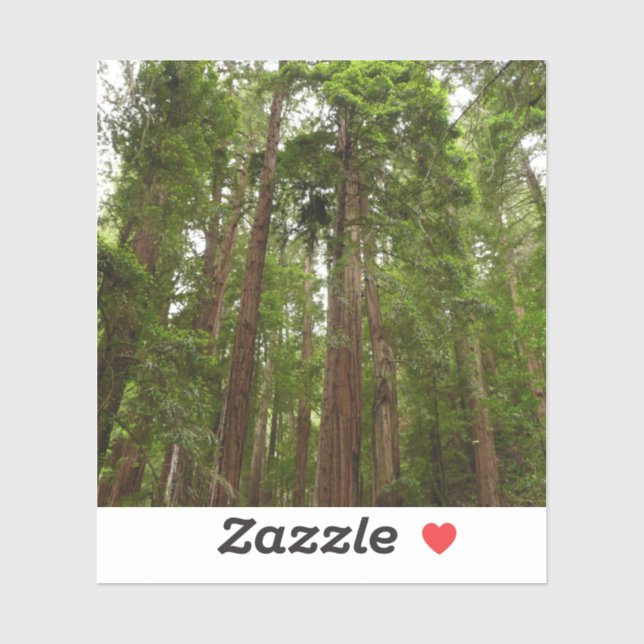 Up to Redwoods I at Muir Woods National Monument Sticker (Sheet)