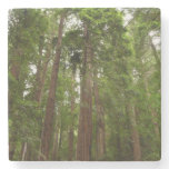 Up to Redwoods I at Muir Woods National Monument Stone Coaster