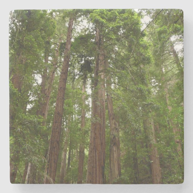 Up to Redwoods I at Muir Woods National Monument Stone Coaster (Front)