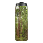 Up to Redwoods I at Muir Woods National Monument Thermal Tumbler