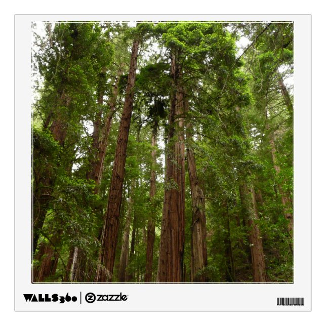 Up to Redwoods I at Muir Woods National Monument Wall Decal (Front)