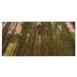 Up to Redwoods I at Muir Woods National Monument Wood Flash Drive