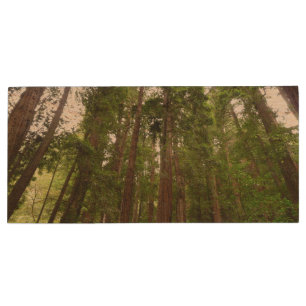 Up to Redwoods I at Muir Woods National Monument Wood Flash Drive