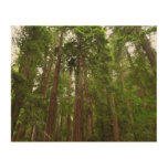 Up to Redwoods I at Muir Woods National Monument Wood Wall Art