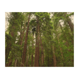 Up to Redwoods I at Muir Woods National Monument Wood Wall Art