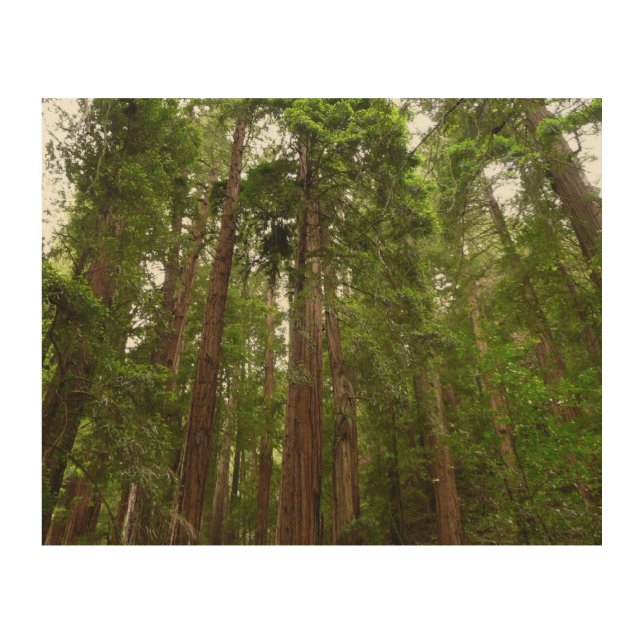 Up to Redwoods I at Muir Woods National Monument Wood Wall Art (Front)