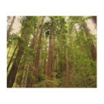 Up to Redwoods I at Muir Woods National Monument Wood Wall Art
