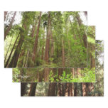 Up to Redwoods I at Muir Woods National Monument Wrapping Paper Sheets