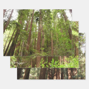 Up to Redwoods I at Muir Woods National Monument Wrapping Paper Sheets