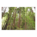 Up to Redwoods I at Muir Woods National Monument Wrapping Paper Sheets