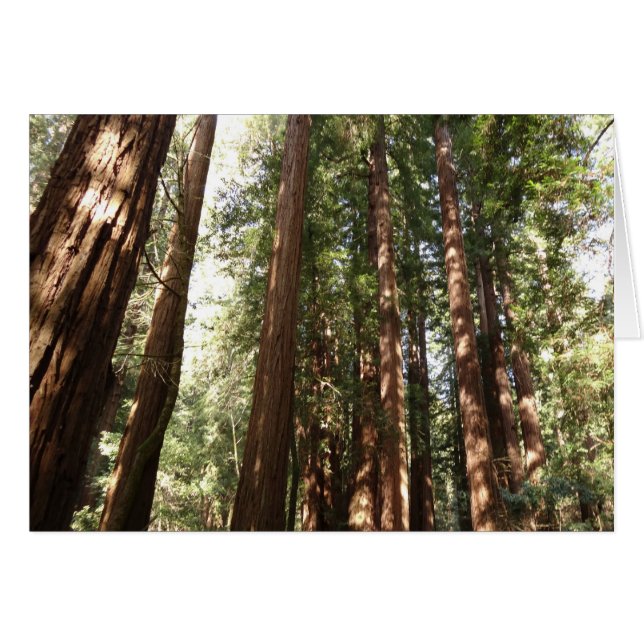 Up to Redwoods II at Muir Woods National Monument (Front Horizontal)