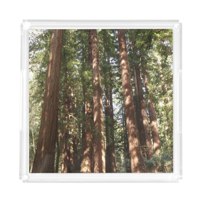Up to Redwoods II at Muir Woods National Monument Acrylic Tray (Front)
