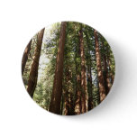 Up to Redwoods II at Muir Woods National Monument Button