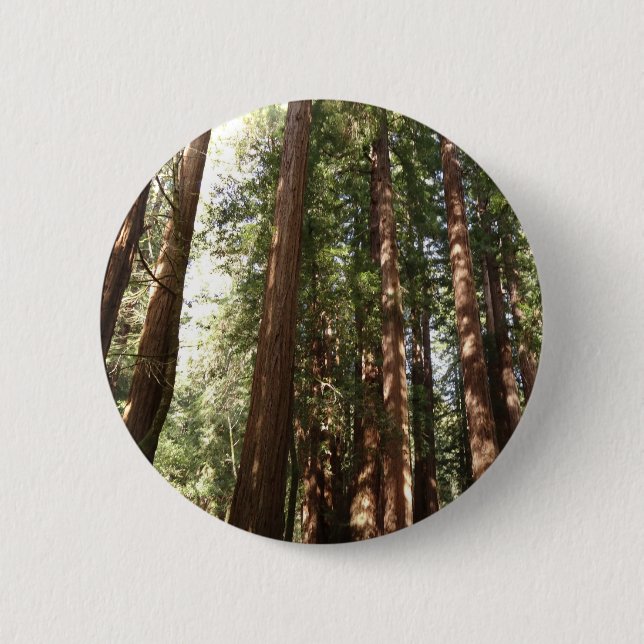 Up to Redwoods II at Muir Woods National Monument Button (Front)