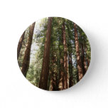 Up to Redwoods II at Muir Woods National Monument Button