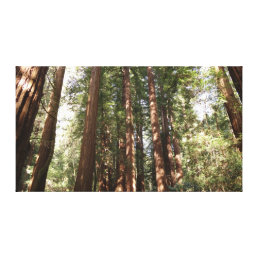 Up to Redwoods II at Muir Woods National Monument Canvas Print