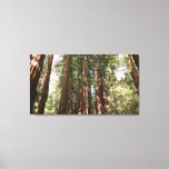 Up to Redwoods II at Muir Woods National Monument Canvas Print