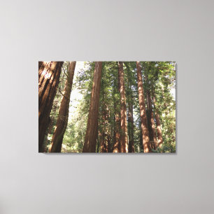 Up to Redwoods II at Muir Woods National Monument Canvas Print