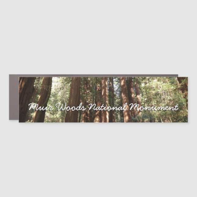 Up to Redwoods II at Muir Woods National Monument Car Magnet (Front)