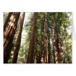 Up to Redwoods II at Muir Woods National Monument Card