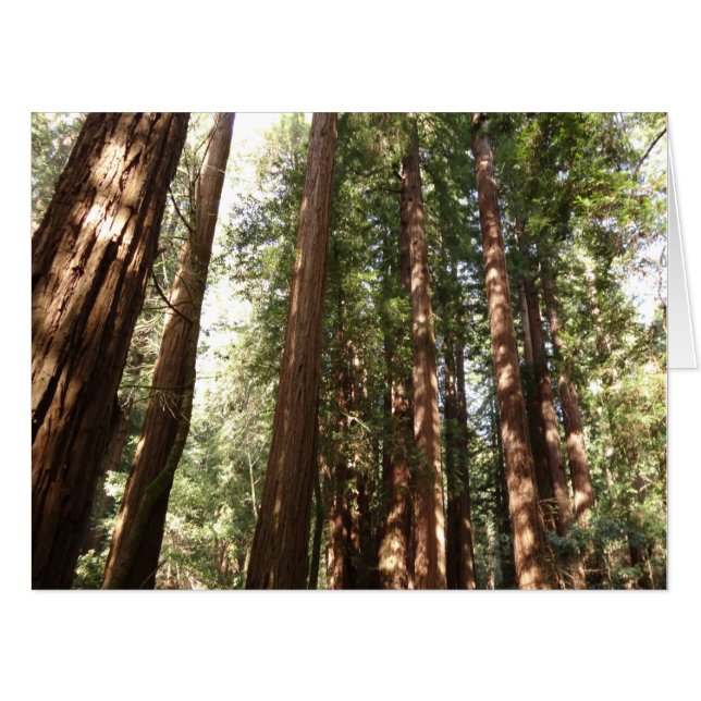 Up to Redwoods II at Muir Woods National Monument Card (Front Horizontal)