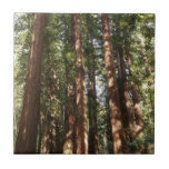 Up to Redwoods II at Muir Woods National Monument Ceramic Tile