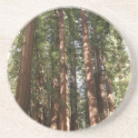 Up to Redwoods II at Muir Woods National Monument Coaster