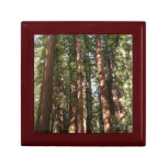 Up to Redwoods II at Muir Woods National Monument Gift Box
