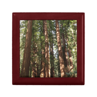 Up to Redwoods II at Muir Woods National Monument Gift Box