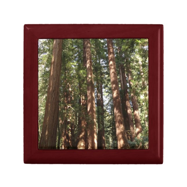 Up to Redwoods II at Muir Woods National Monument Gift Box (Front)