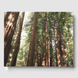 Up to Redwoods II at Muir Woods National Monument Guest Book